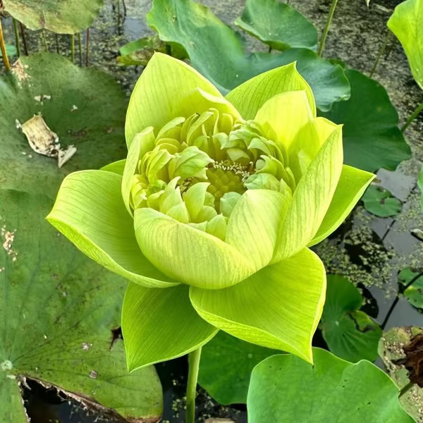 Sementes de Lótus Premium: A Flor de Lótus da Tigela Sagrada de Bonsai