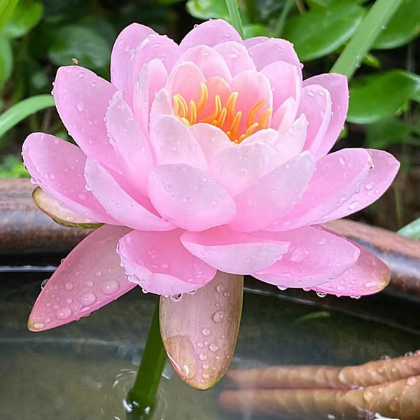 Sementes de Lótus Premium: A Flor de Lótus da Tigela Sagrada de Bonsai