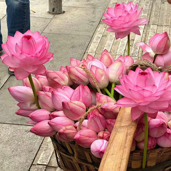 Sementes de Lótus Premium: A Flor de Lótus da Tigela Sagrada de Bonsai