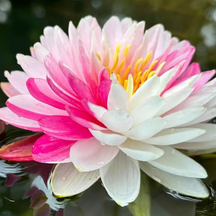 Sementes de Lótus Premium: A Flor de Lótus da Tigela Sagrada de Bonsai