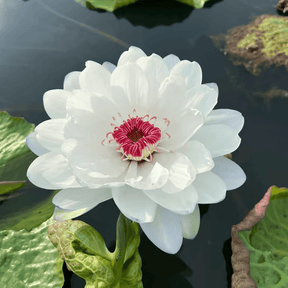 Sementes de Lótus Premium: A Flor de Lótus da Tigela Sagrada de Bonsai