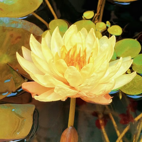 Sementes de Lótus Premium: A Flor de Lótus da Tigela Sagrada de Bonsai