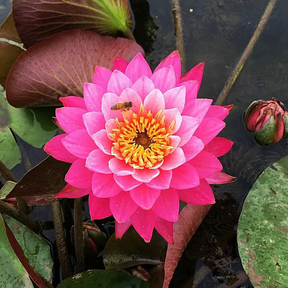 Sementes de Lótus Premium: A Flor de Lótus da Tigela Sagrada de Bonsai
