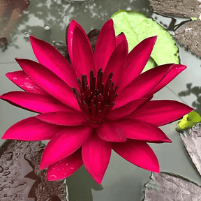 Sementes de Lótus Premium: A Flor de Lótus da Tigela Sagrada de Bonsai